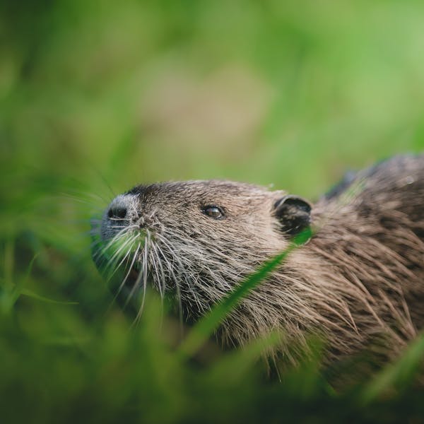 Positief klimaatnieuws bever